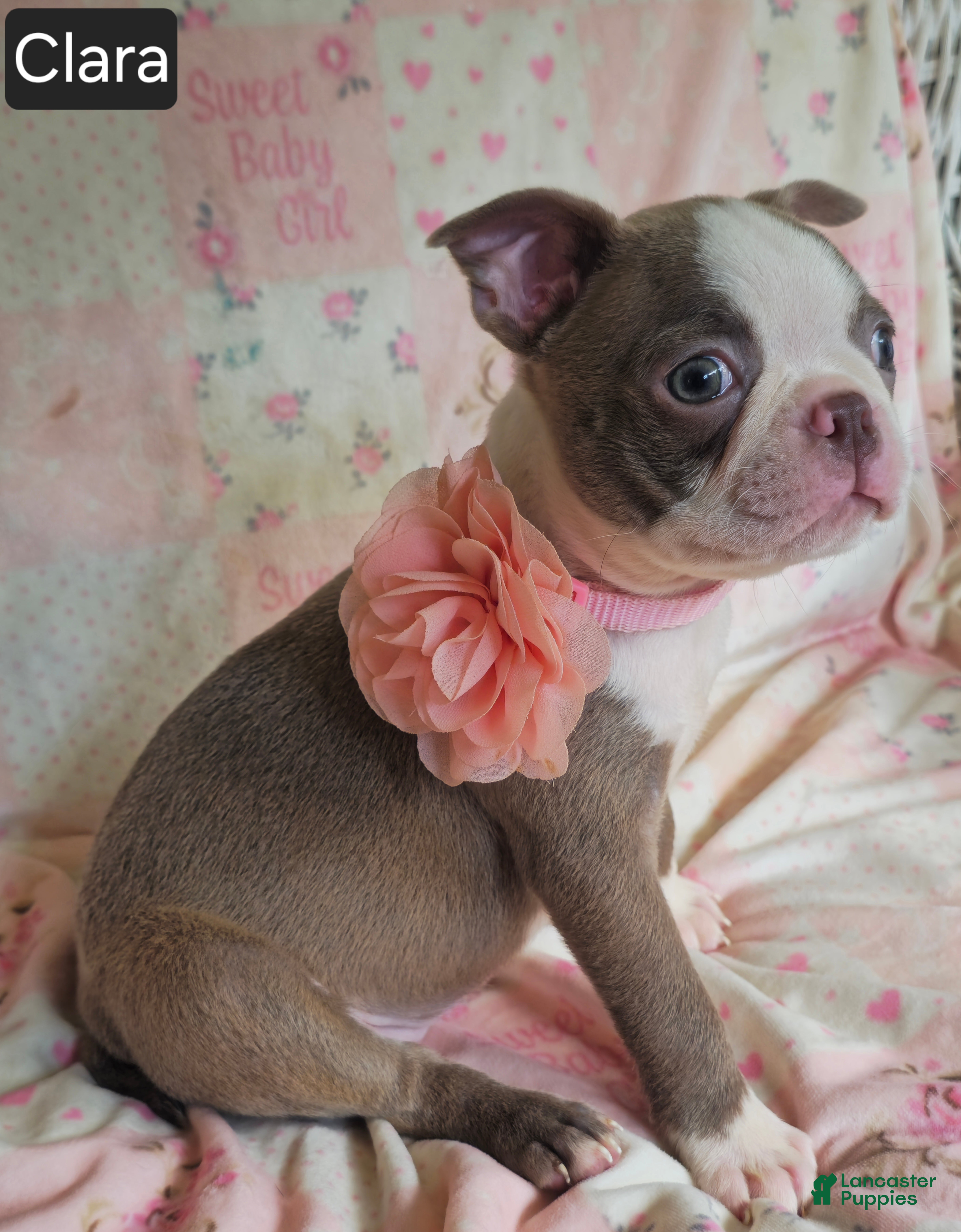 Boston Terrier dogs Clara - Ad 2