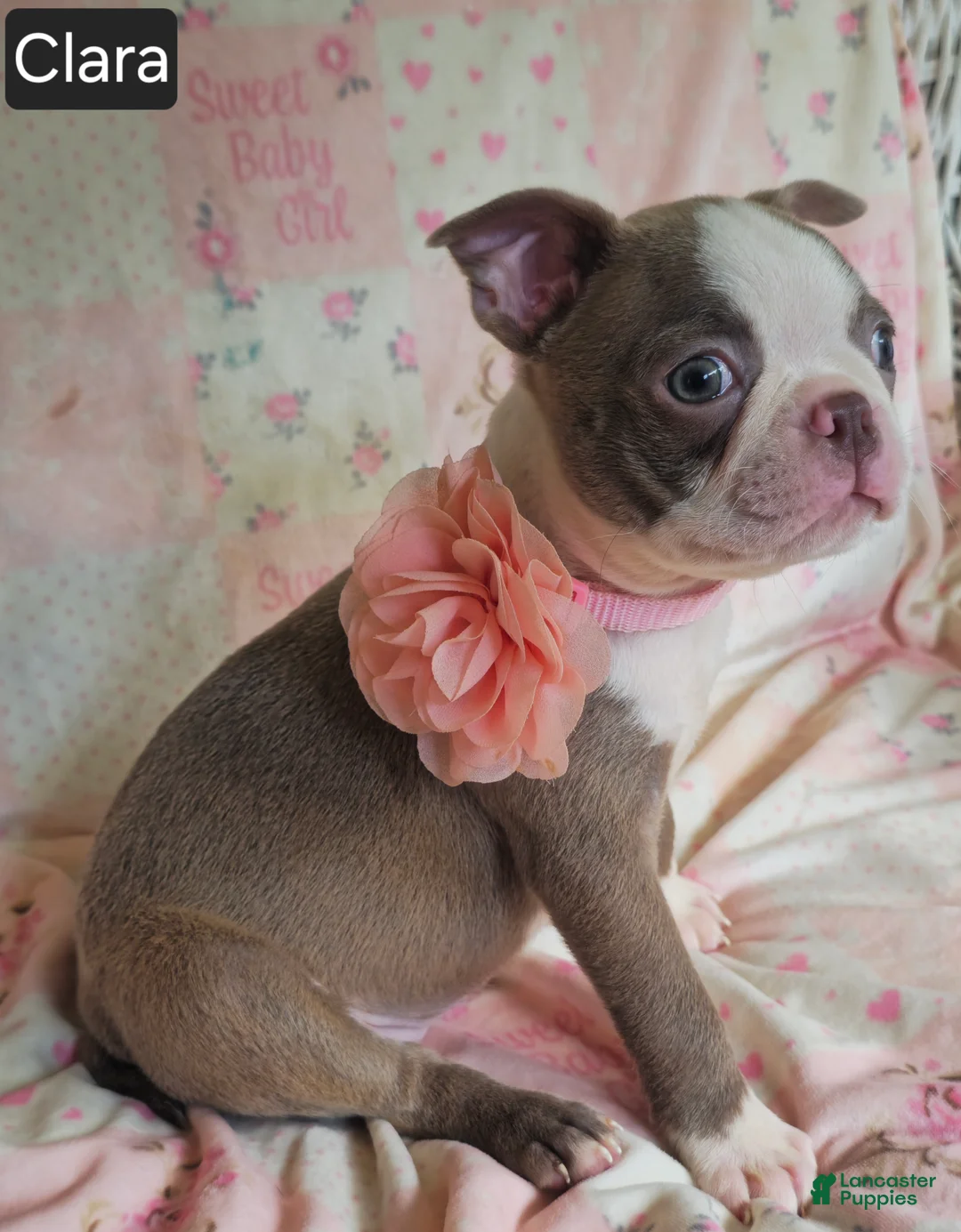 Boston Terrier dogs for sale: Clara - Ad 2