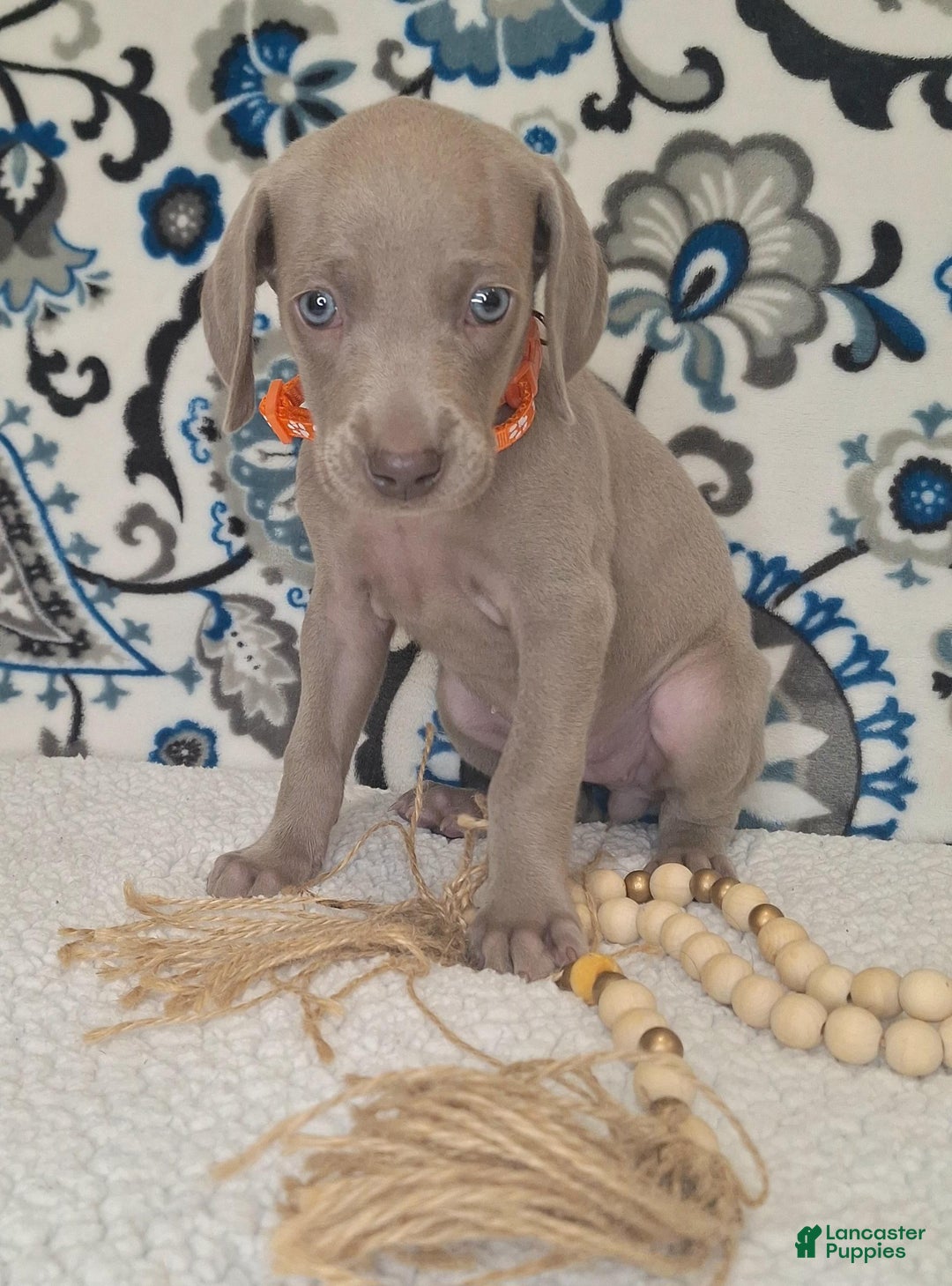 Weimaraner dogs for sale: Diamond - Ad 6