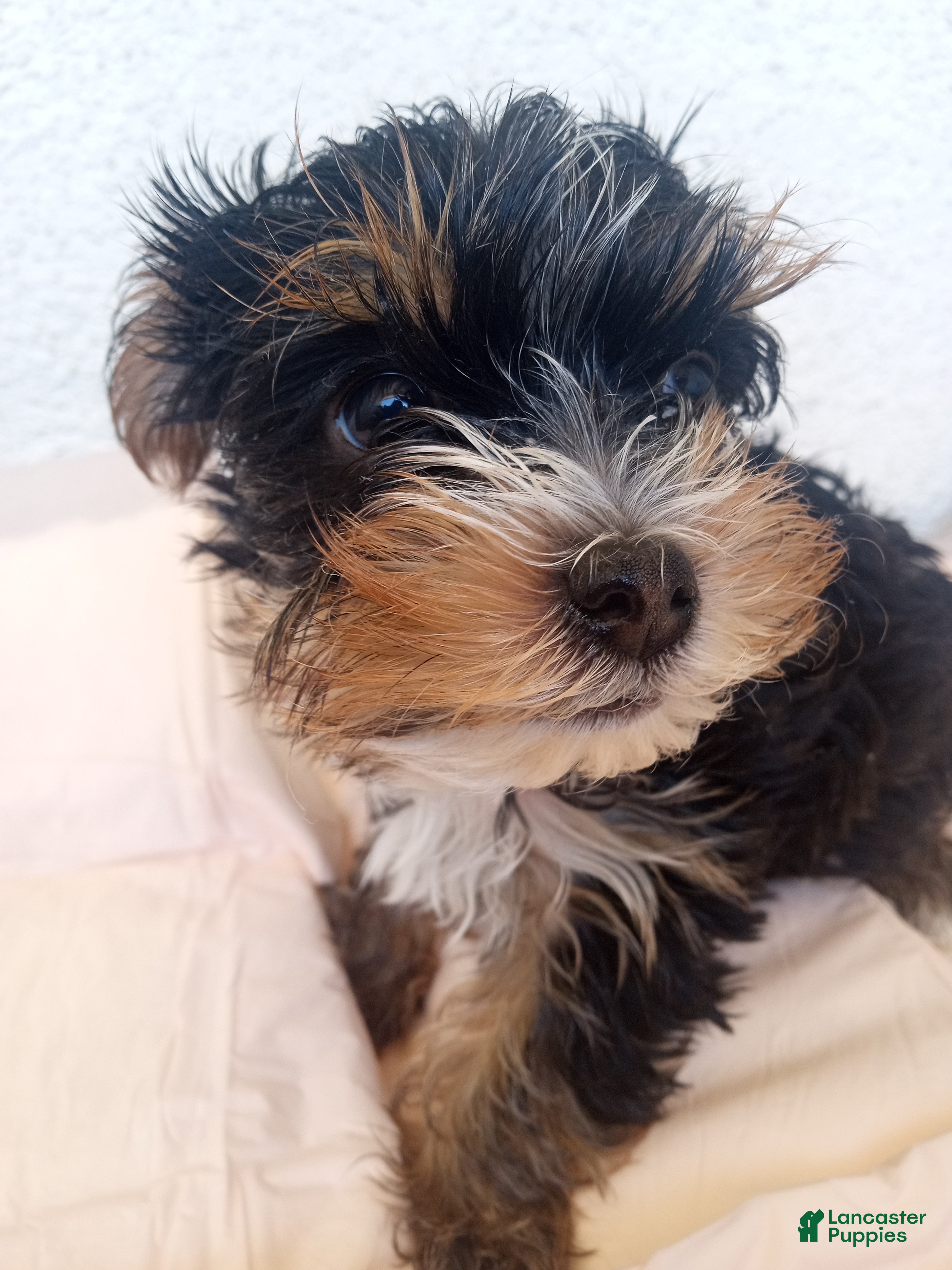 Yorkshire Terrier dogs Yorkshire Terrier Male Puppy - Ad 20