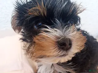 Yorkshire Terrier dogs Yorkshire Terrier Male Puppy - Ad 20