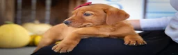Labrador Retriever dogs for sale: NOAH - Ad 10