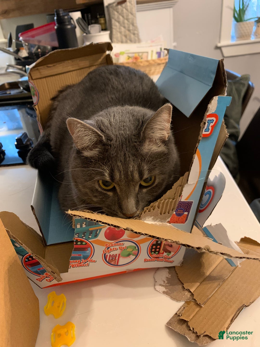 Mixed Breed dogs for sale: rosy - Ad 9