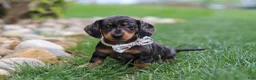 Miniature Dachshund dogs for sale: Lila - Ad 1
