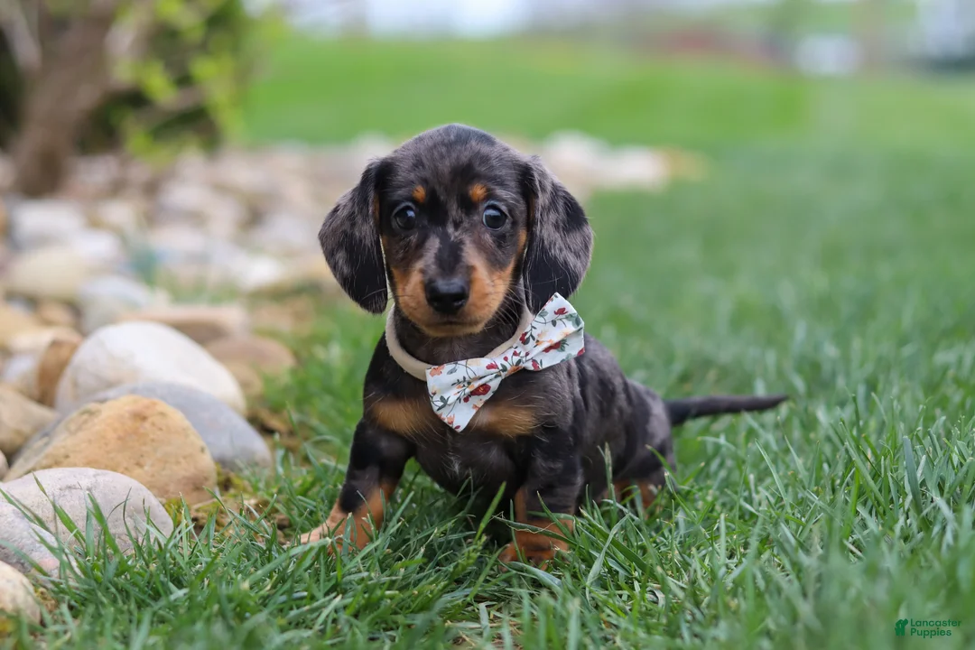 Miniature Dachshund dogs for sale: Lila - Ad 1