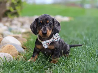 Miniature Dachshund dogs for sale: Lila - Ad 3