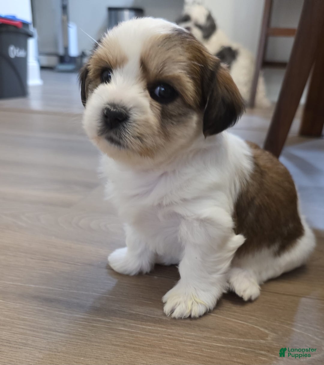 Shorkie dogs for sale: Shorkie Puppy 5 Luna - Ad 1