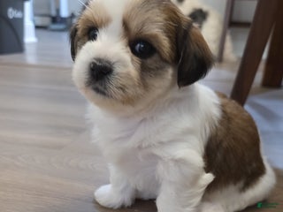 Shorkie dogs Shorkie Puppy 5 Luna - Ad 16