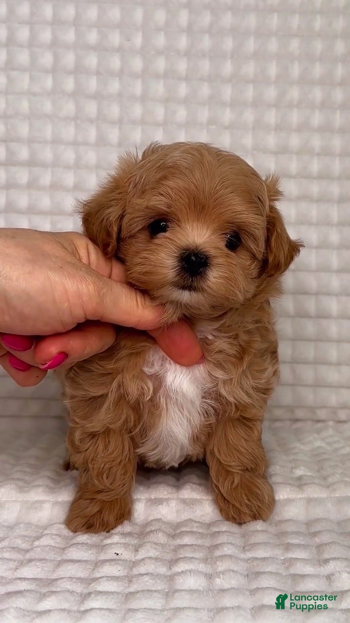 Maltipoo dogs Matilda - Ad 12