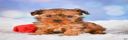 Yorkshire Terrier dogs for sale: Sarah - Ad 6