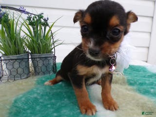 Mixed Breed dogs Mixed Breed Puppy 1 Tippy - Ad 23