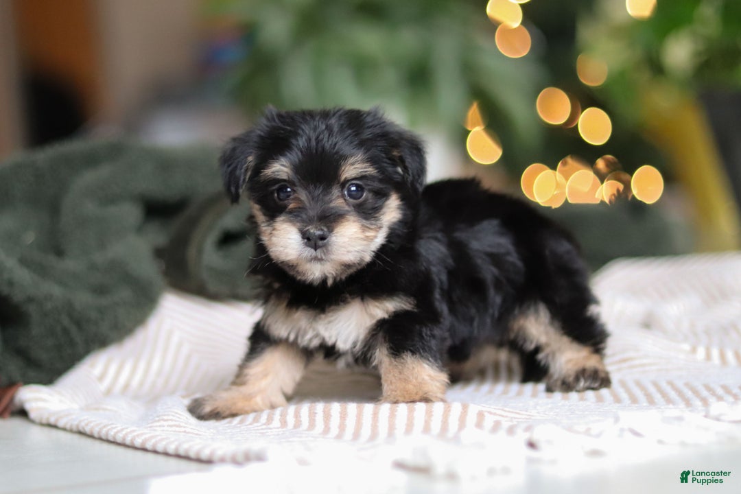 Morkie dogs for sale: Luke - Ad 6