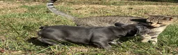 French Bulldog dogs for sale: Bloom  - Ad 3