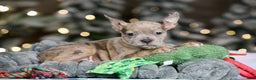 Frenchton dogs for sale: Porkchop - Ad 3