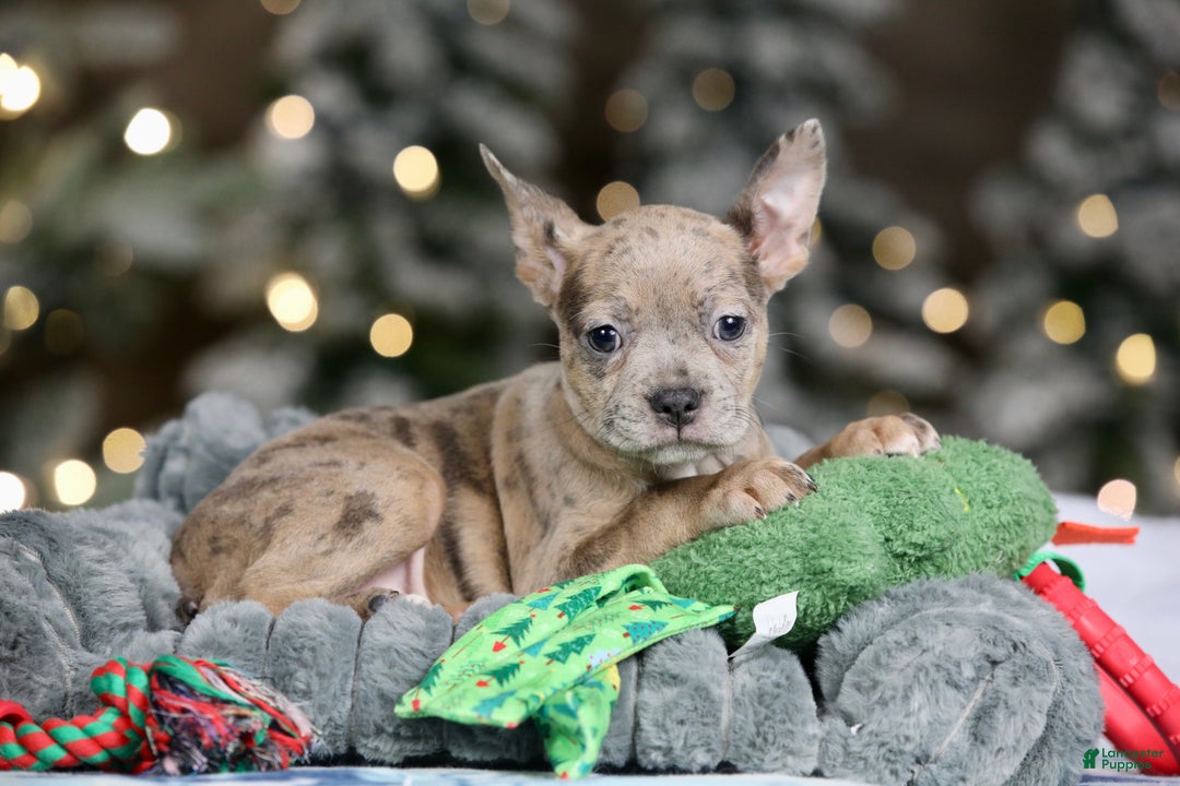 Frenchton dogs for sale: Porkchop - Ad 3