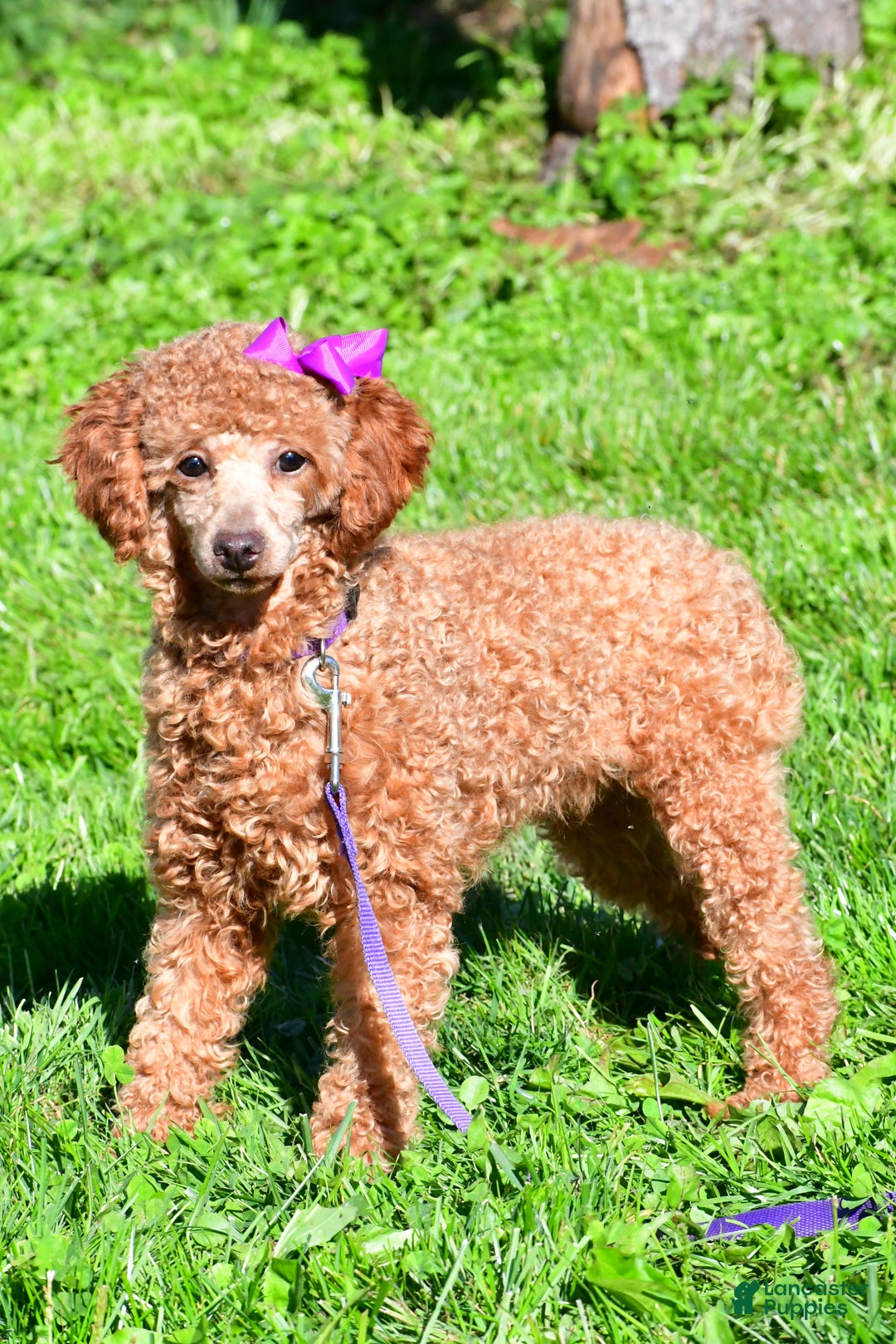 Miniature Poodle dogs for sale: Jasper - Ad 9