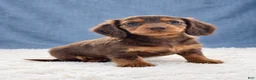 Miniature Dachshund dogs for sale: Miniature Dachshund 6 - Ad 3