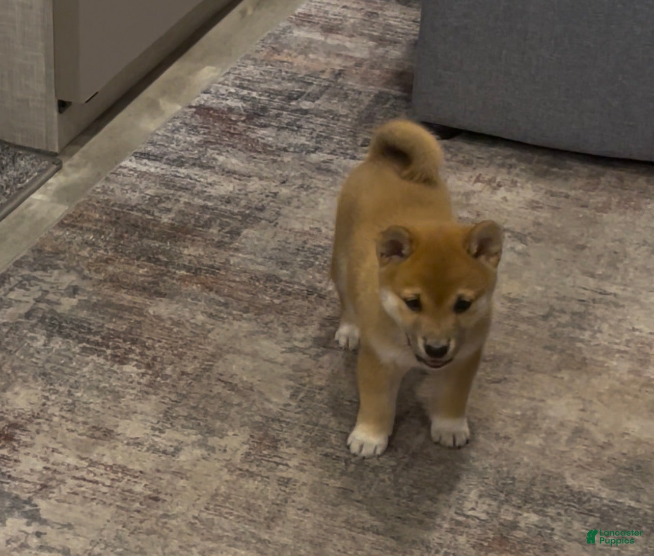 Shiba Inu dogs Shiba Inu Puppy 2 Hachi - Ad 3