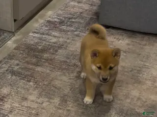 Shiba Inu dogs Shiba Inu Puppy 2 Hachi - Ad 3