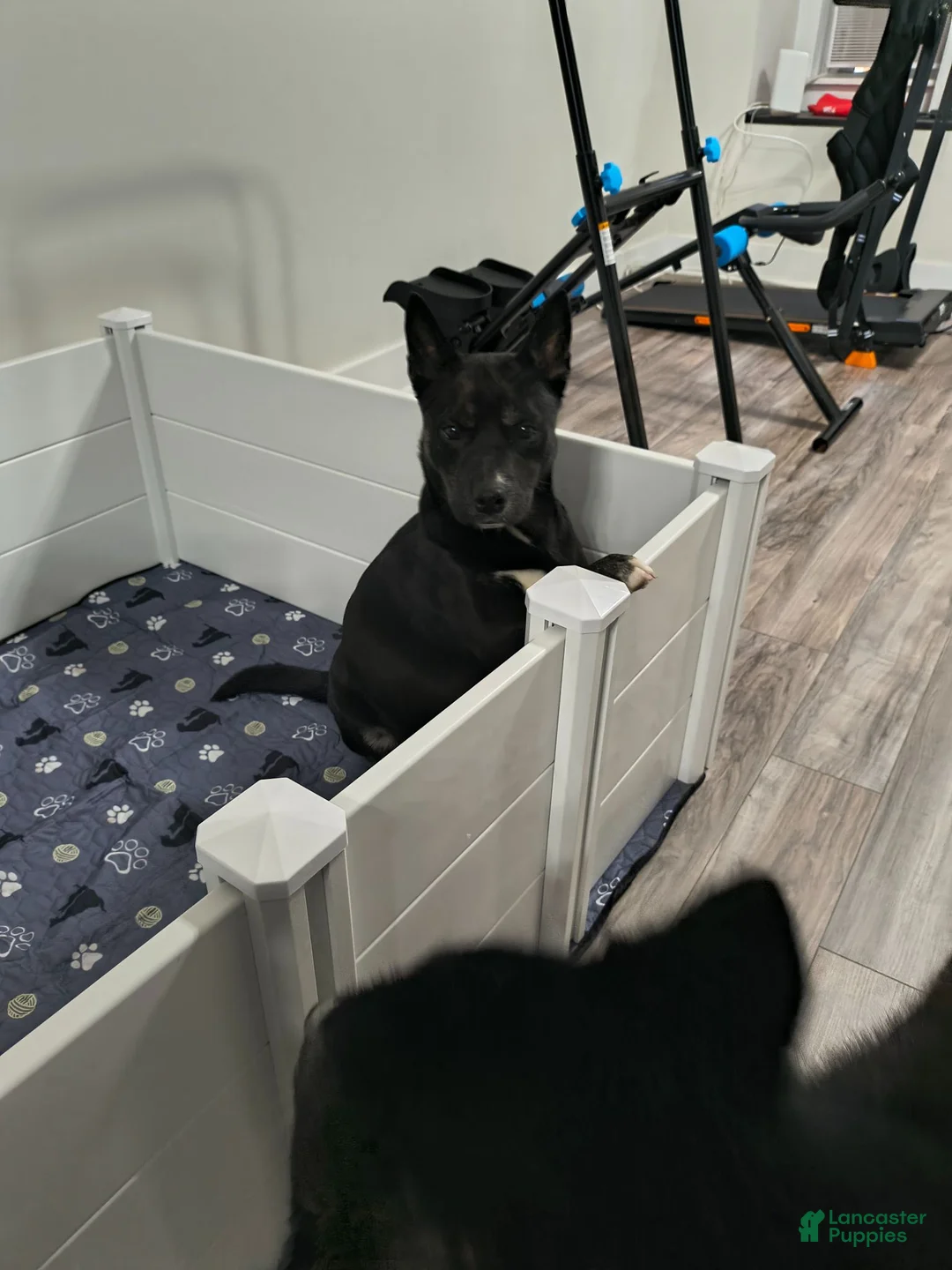 Mixed Breed dogs for sale: Mixed Breed 2 - Ad 17