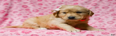 Dahlia Golden Retriever Puppy 7