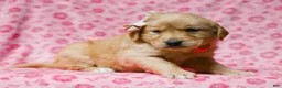 Golden Retriever dogs for sale: Dahlia Golden Retriever Puppy 7 - Ad 1