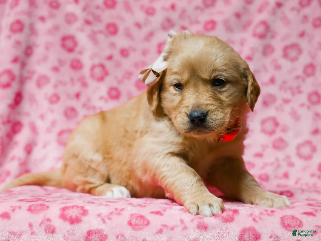Golden Retriever dogs for sale: Dahlia Golden Retriever Puppy 7 - Ad 1
