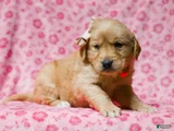 Dahlia Golden Retriever Puppy 7