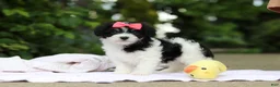 Cavachon dogs for sale: Angela - Ad 5