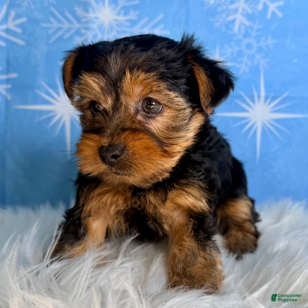 Yorkshire Terrier dogs for sale: Aspen - Ad 2