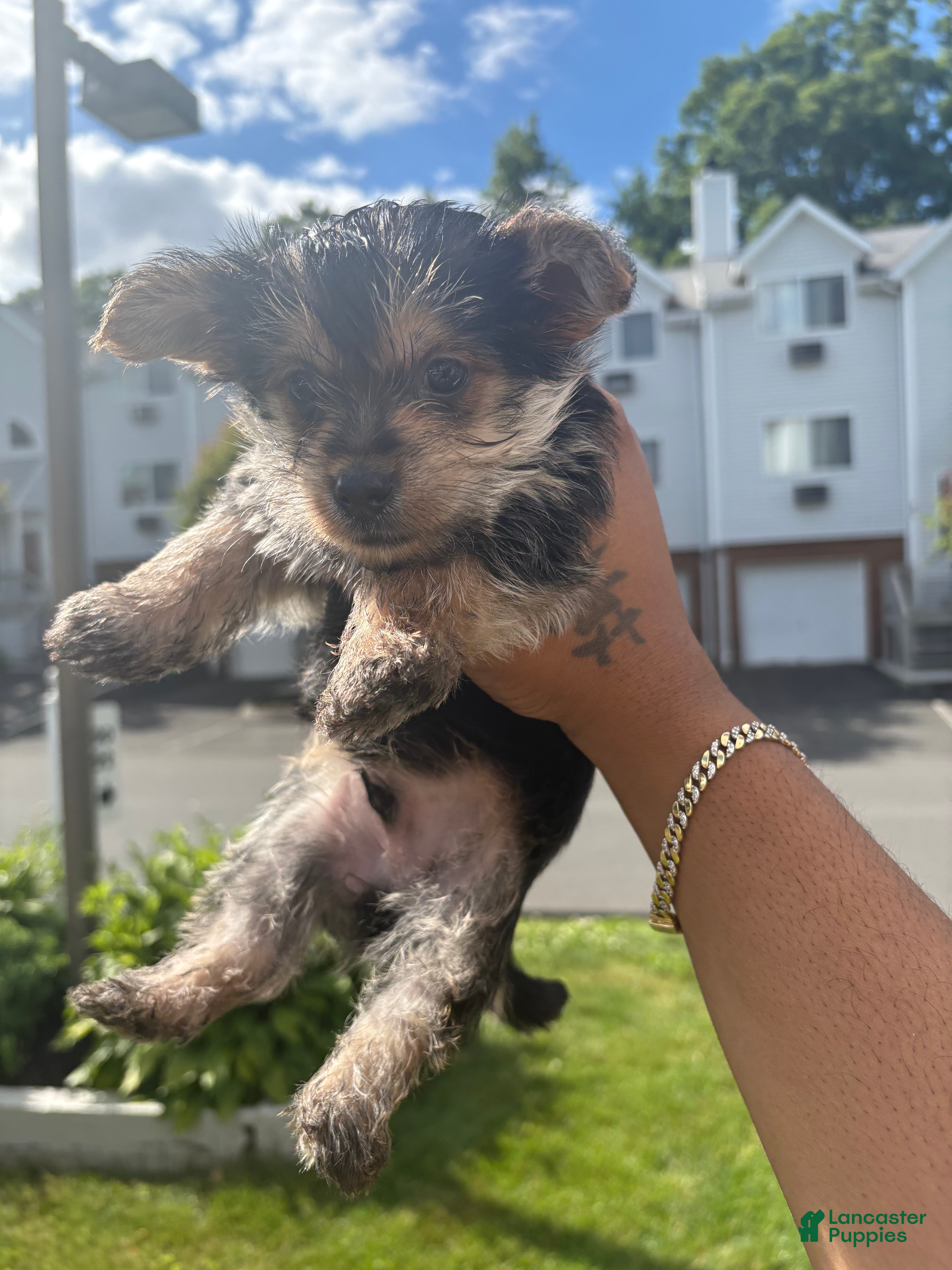Yorkshire Terrier dogs Yorkshire Terrier 3 - Ad 1