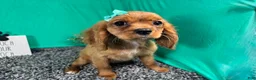 Cavalier King Charles Spaniel dogs for sale: Cavalier King Charles Spaniel 3 - Ad 3