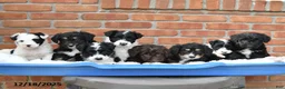 Aussiedoodle dogs for sale: Muffin - Ad 5