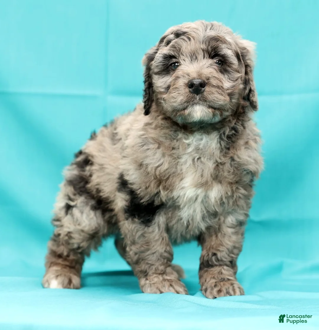 Mini Bernedoodle dogs for sale: Kenny - Ad 7