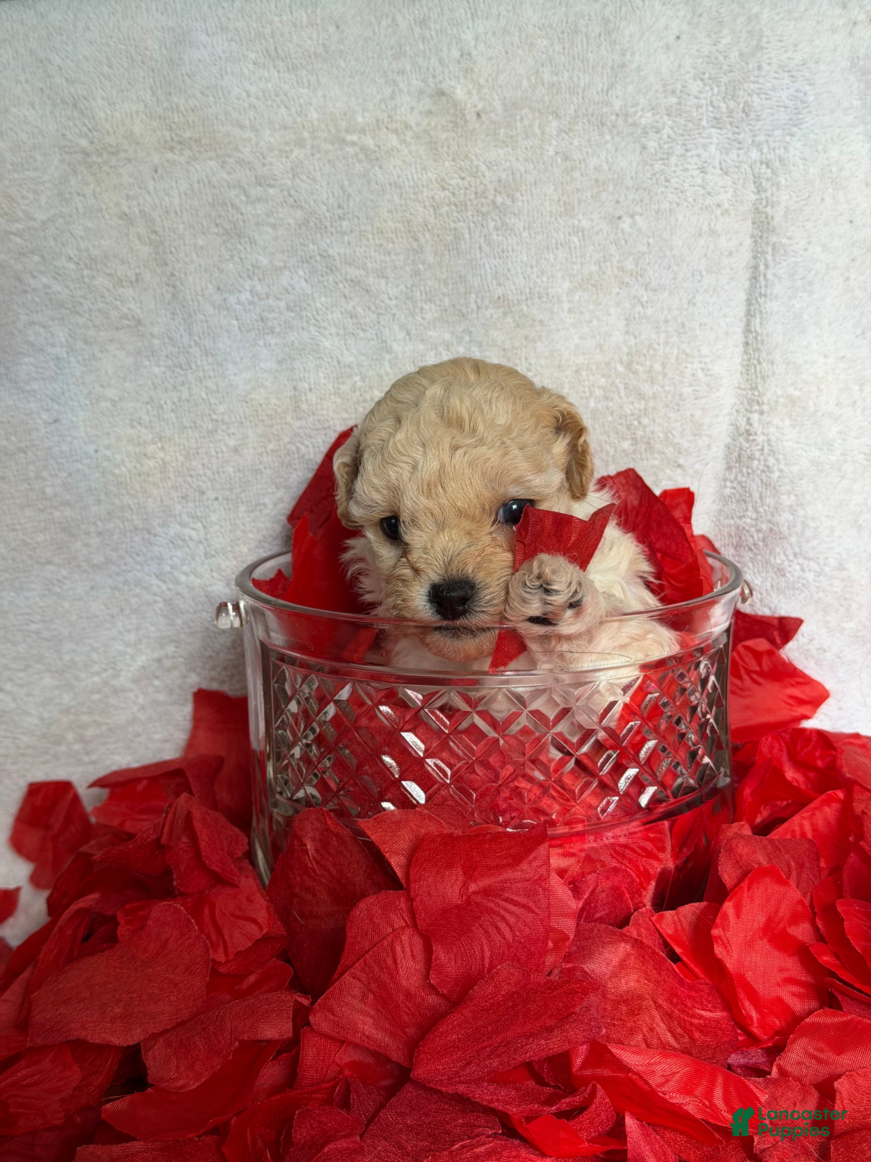 Toy Poodle dogs Rue - Ad 2