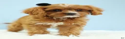 Cavapoo dogs for sale: Mochi 🍡 - Ad 5