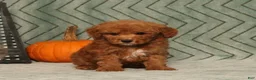 Miniature Poodle dogs for sale: Garfield - Ad 4