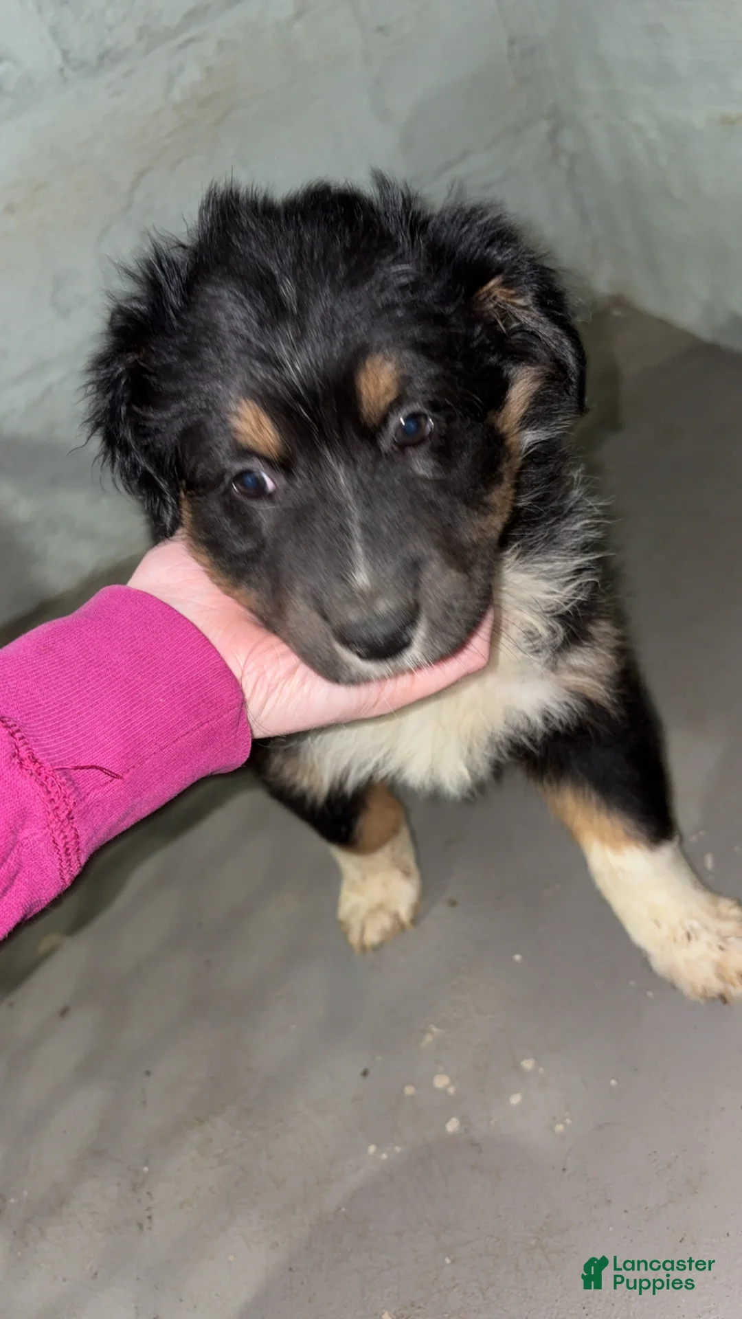 Australian Shepherd dogs for sale: Australian Shepherd Puppy 1 - Ad 2