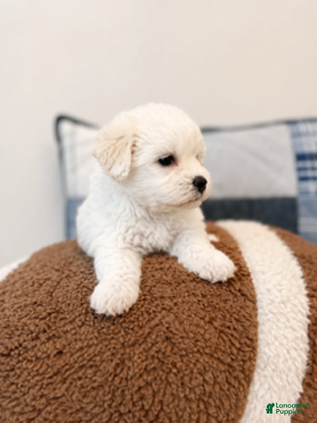 Maltipoo dogs for sale: Frankie - Ad 4