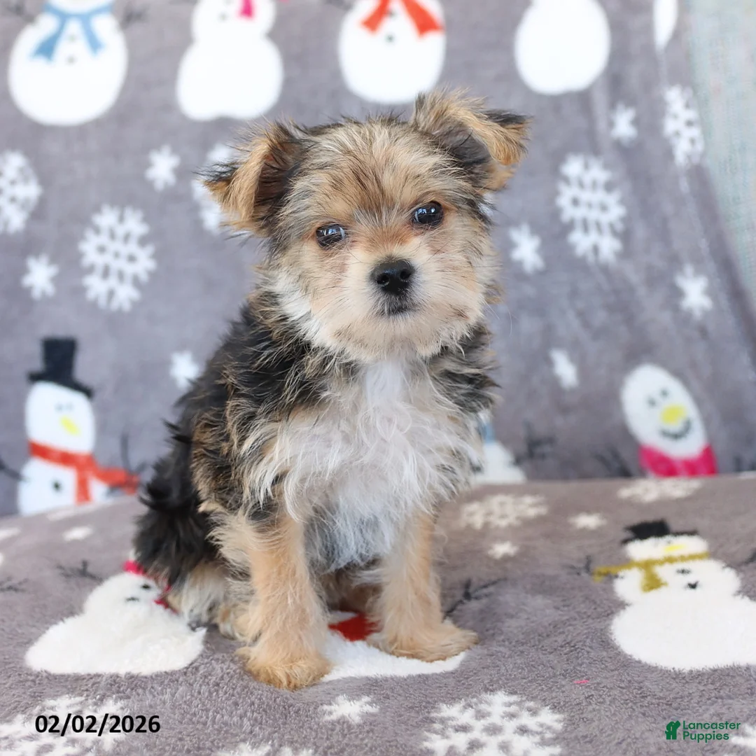 Morkie dogs for sale: Ziggy - Ad 4