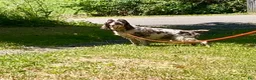 Cocker Spaniel dogs for sale: Cocker Spaniel Puppy 1 - Ad 1