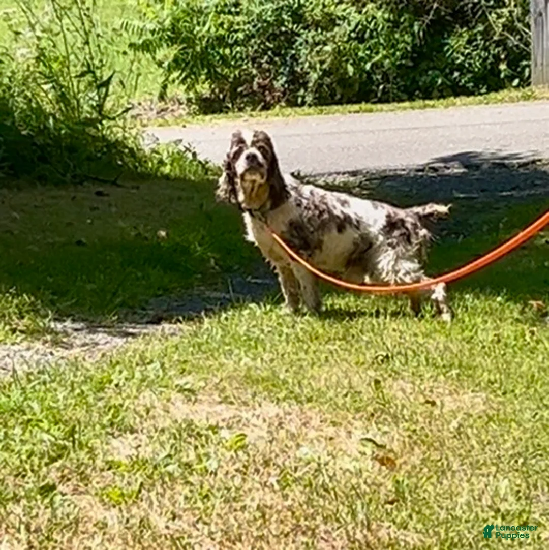 Cocker Spaniel dogs for sale: Cocker Spaniel Puppy 1 - Ad 1