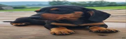 Miniature Dachshund dogs for sale: IGOR - Ad 5