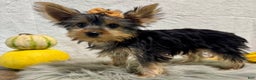 Yorkshire Terrier dogs for sale: Shania - Ad 5