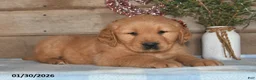 Golden Retriever dogs for sale: Andre - Ad 5