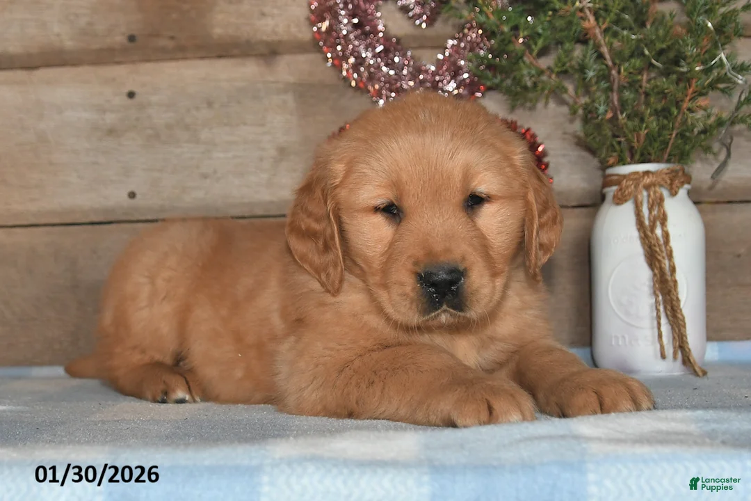 Golden Retriever dogs for sale: Andre - Ad 5