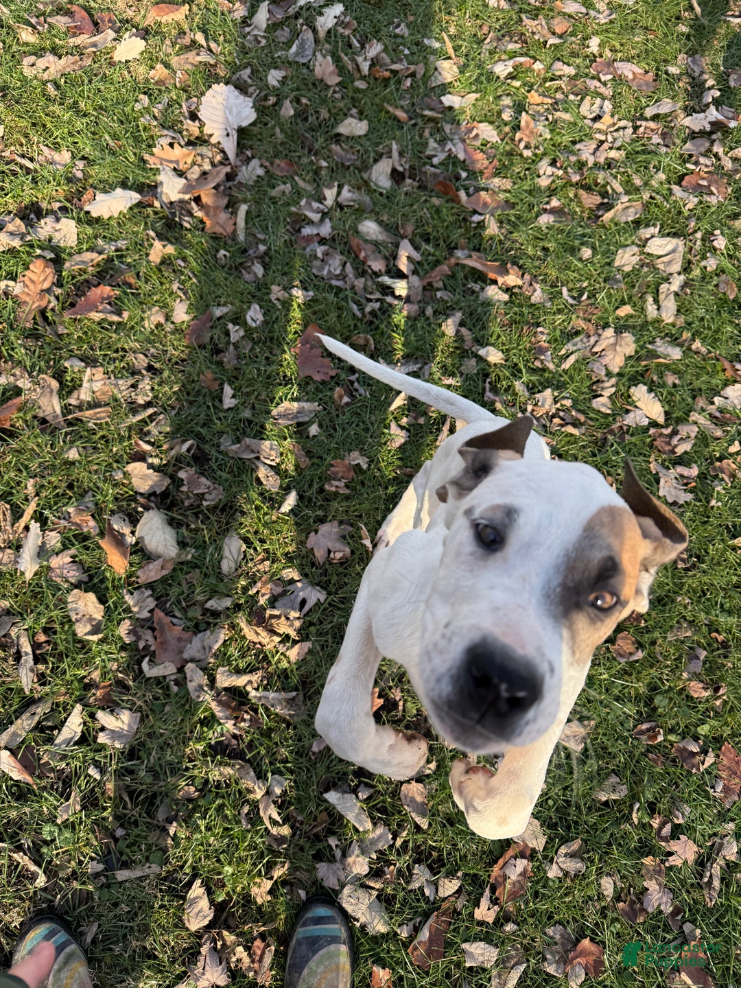 Mixed Breed dogs for sale: Lynx - Ad 4