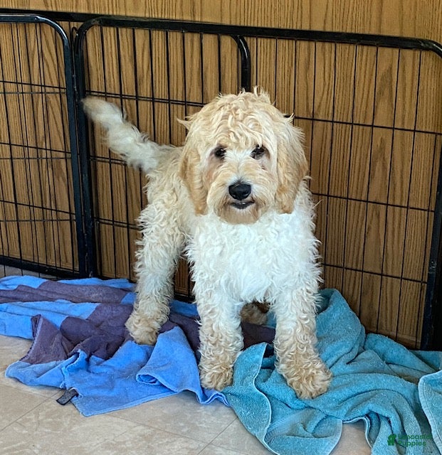 Mini Goldendoodle dogs Logan-medium - Ad 1