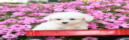 Maltese dogs for sale: Yukon - Ad 3
