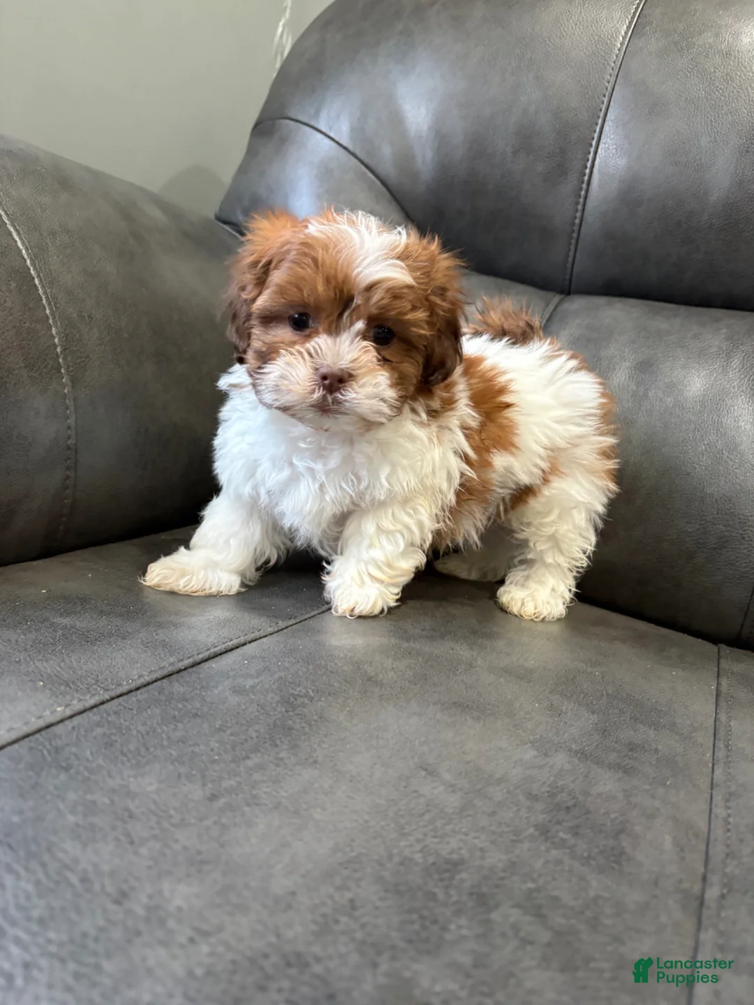 Teddy Bear dogs for sale: Teddy Bear  - Ad 3